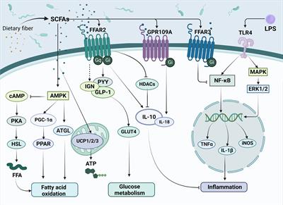 Targeting the gut microbiota and its metabolites for type 2 diabetes mellitus